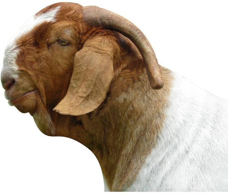 Молочные породы коз: описание и разведение