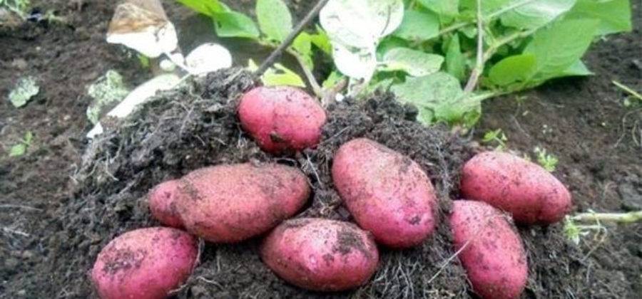 Лучшие красные сорта картофеля с красной и розовой кожурой глазками: описание и фото