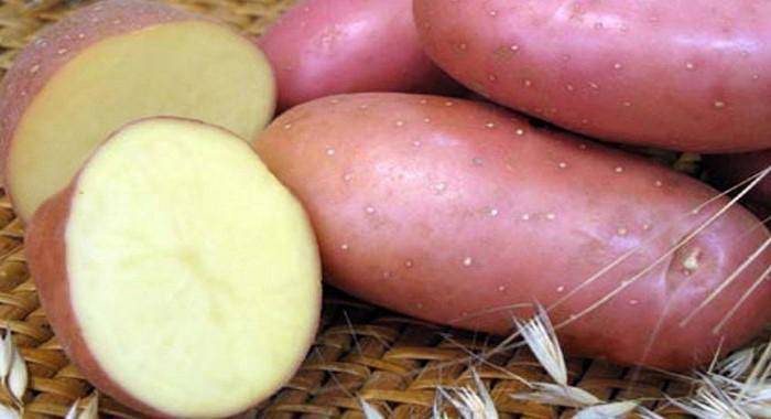 Картофель сорта киви – описание, характеристика, фото и отзывы