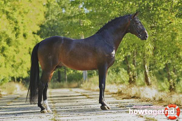 Английская чистокровная верховая лошадь: характеристика породы