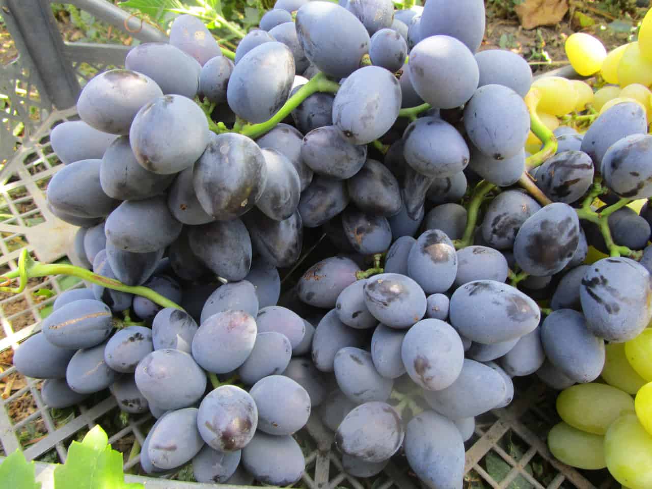 Виноград «гала» — подробная характеристика сорта