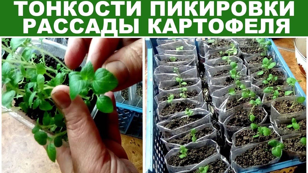 Семена картофеля: как выращивать в домашних условиях, когда собирать