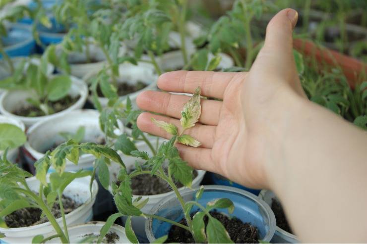 Атлет — удобрение для рассады томатов, как использовать, инструкция, отзывы овощеводов, цена