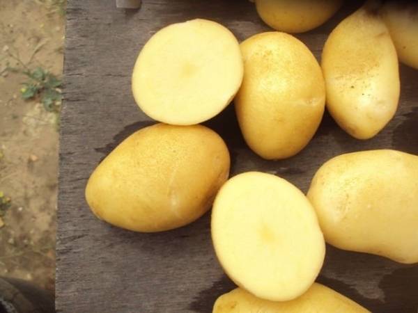 Картофель альвара: описание сорта немецкой картошки, отзывы о ней, фото внешнего вида, вкусовые качества