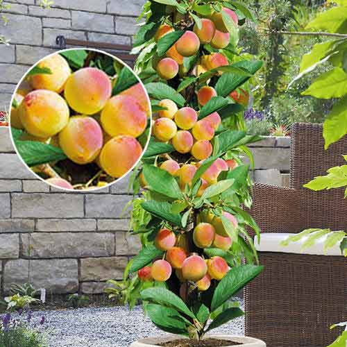 Правила посадки и выращивания колоновидных абрикосов