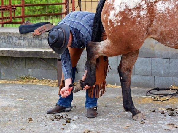 Как ухаживать за лошадью в домашних условиях