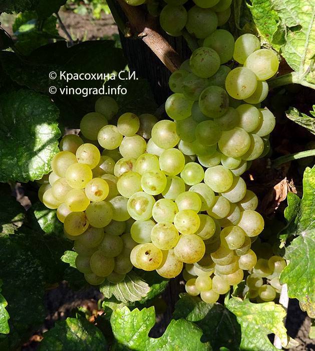 Шардоне (chardonnay) - вино и сорт винограда, описание
