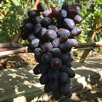 Сорт винограда молдова. виноград молдова: правила ухода, отзывы о сорте