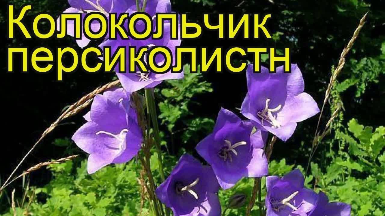 Колокольчик садовый: 100 видов и сортов с описанием, посадка, выращивание и уход с фото