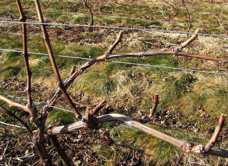 Защита винограда от вредителей и болезней, опрыскивание и удобрение