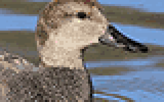Дикие утки: виды, описание, отличительные черты селезней с фото