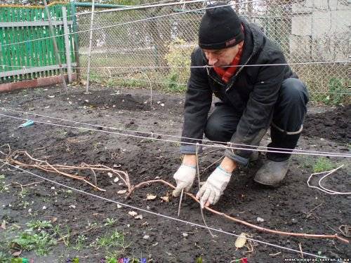 Укрытие винограда на зиму в беларуси