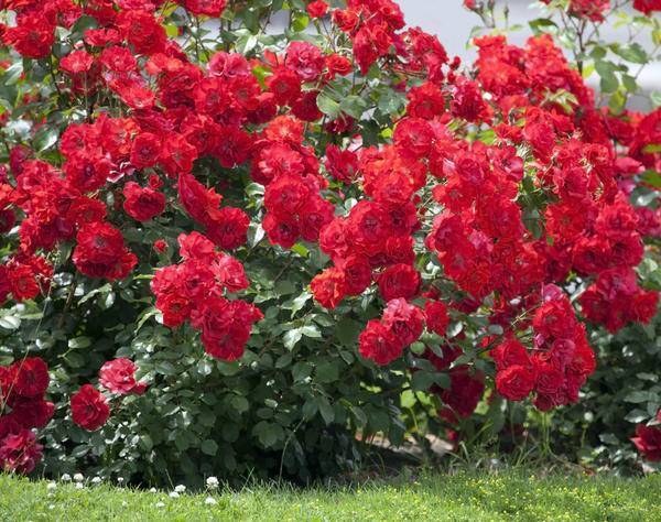 О посадке роз: когда можно и как правильно сажать в открытый грунт осенью