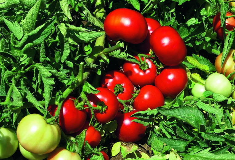 Характеристика и описание сорта томата лабрадор, инструкция по его выращиванию