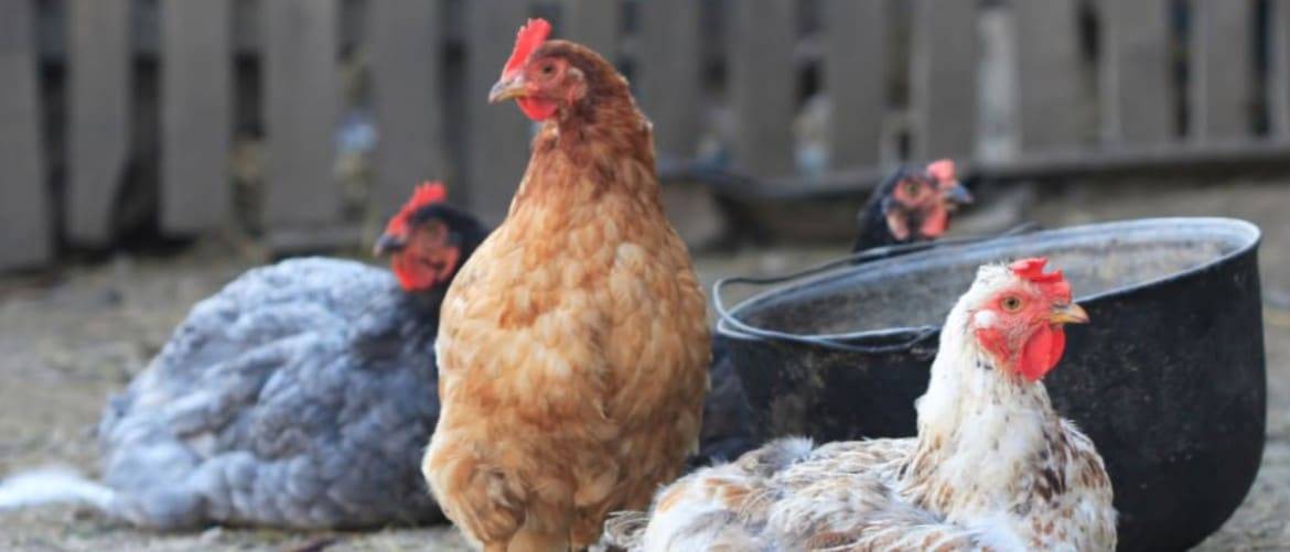 Почему бройлеры чихают и хрипят: чем лечить больных цыплят, профилактика и дезинфекция