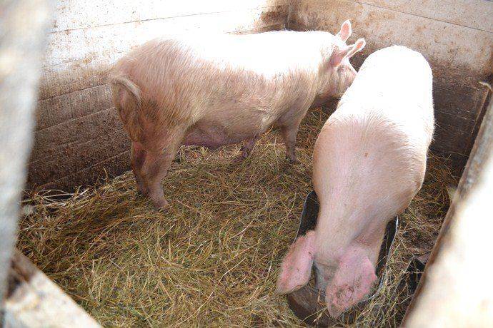 Убой свиней в домашних условиях: описание процесса