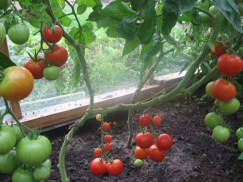 Оптимальная температура выращивания для томатов в теплице: правильное соблюдение режима