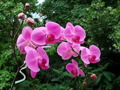 Цветоводы рассказывают, почему гниют корни у орхидеи фаленопсис и что делать?