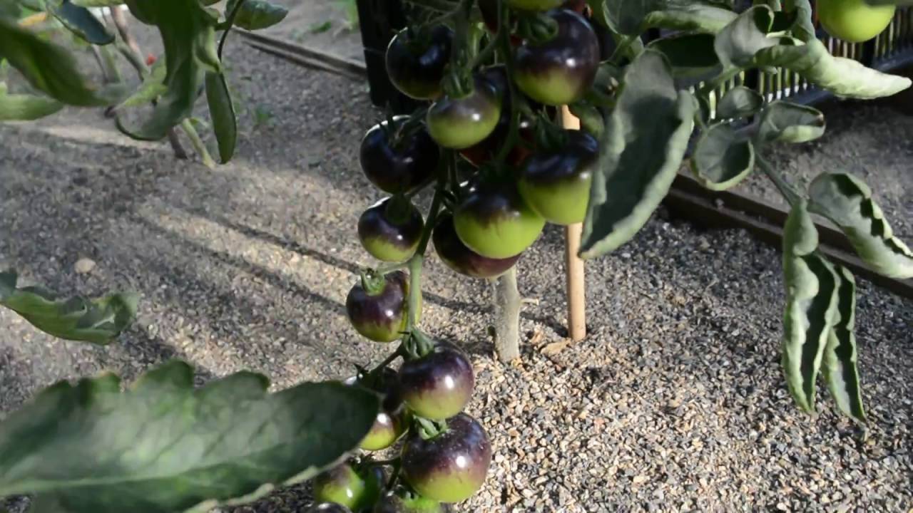 Томат черная гроздь: описание и урожайность сорта, фото, отзывы