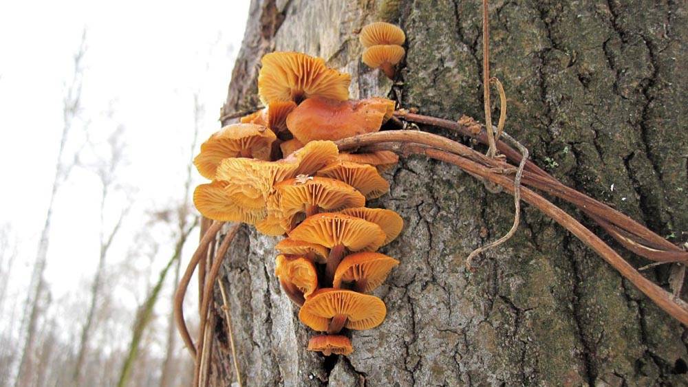 Опенок зимний: описание гриба, где растет, как готовить