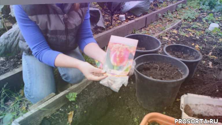 Когда сажать тюльпаны осенью в открытый грунт