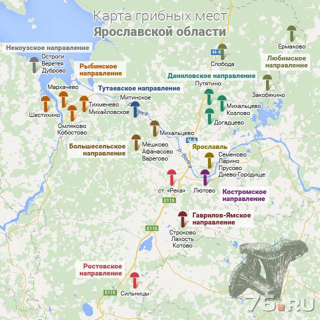 Съедобные грибы ленинградской области