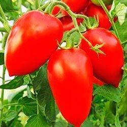 Оригинальный сорт с множеством достоинств — томат орлиный клюв: полное описание помидоров