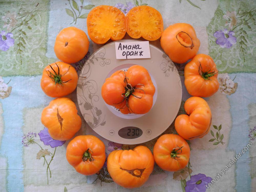 Сорт томата амана оранж