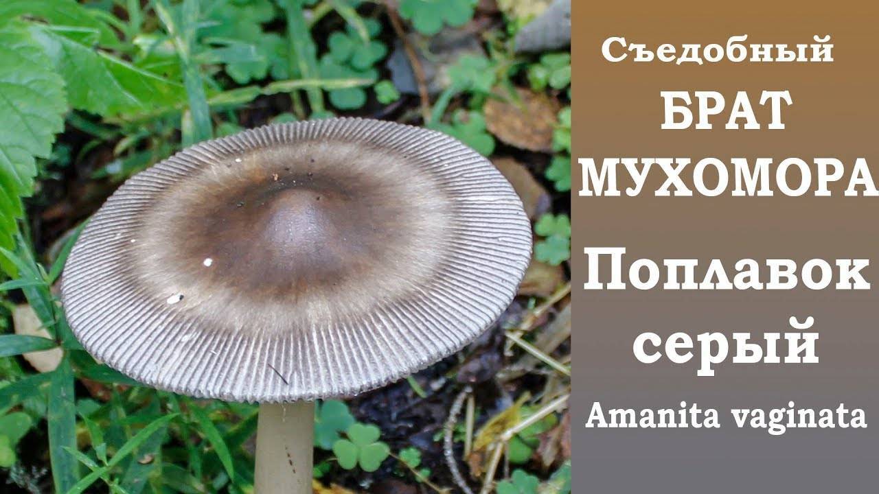 Где можно и где нельзя собирать грибы? vovet.ru