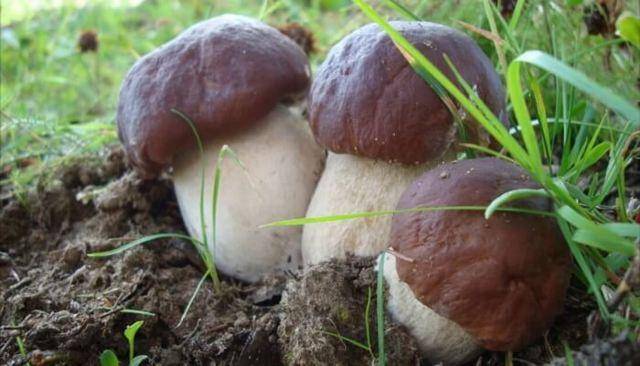 Выращивание грибов на даче и в огороде: способы для новичков