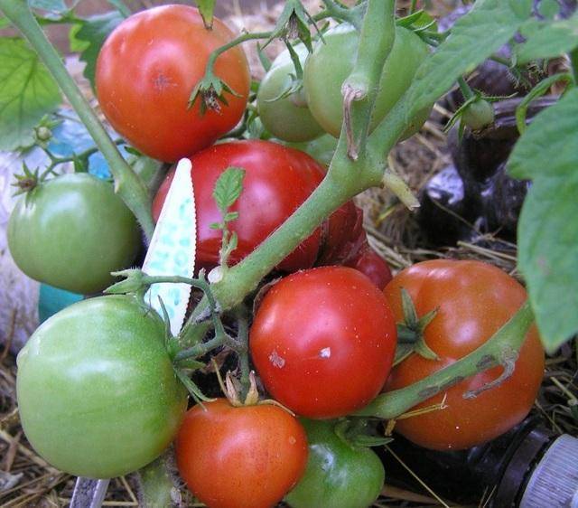 Бони м: описание сорта томата, характеристики помидоров, посев