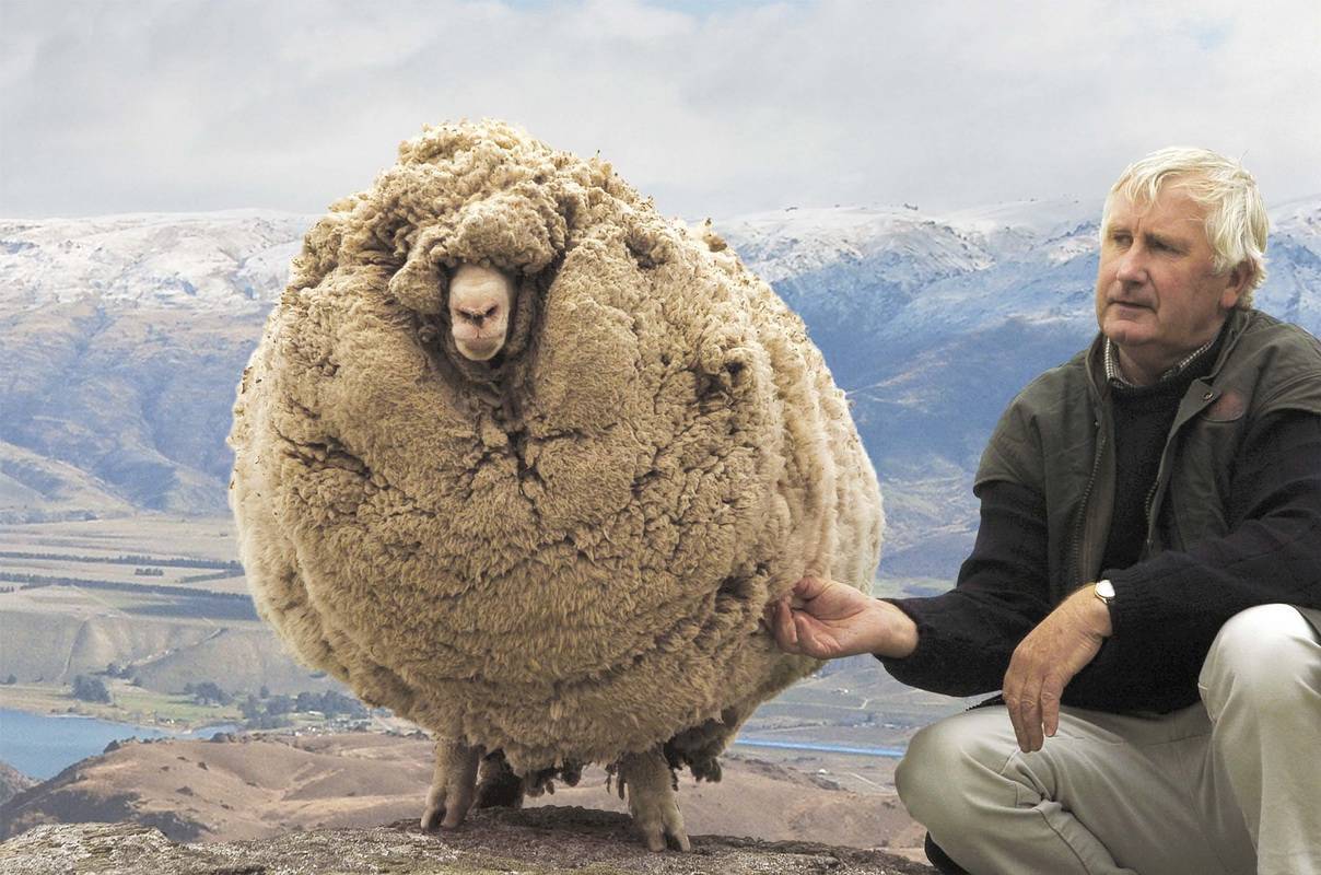 Овцы меринос: описание породы, содержание и уход