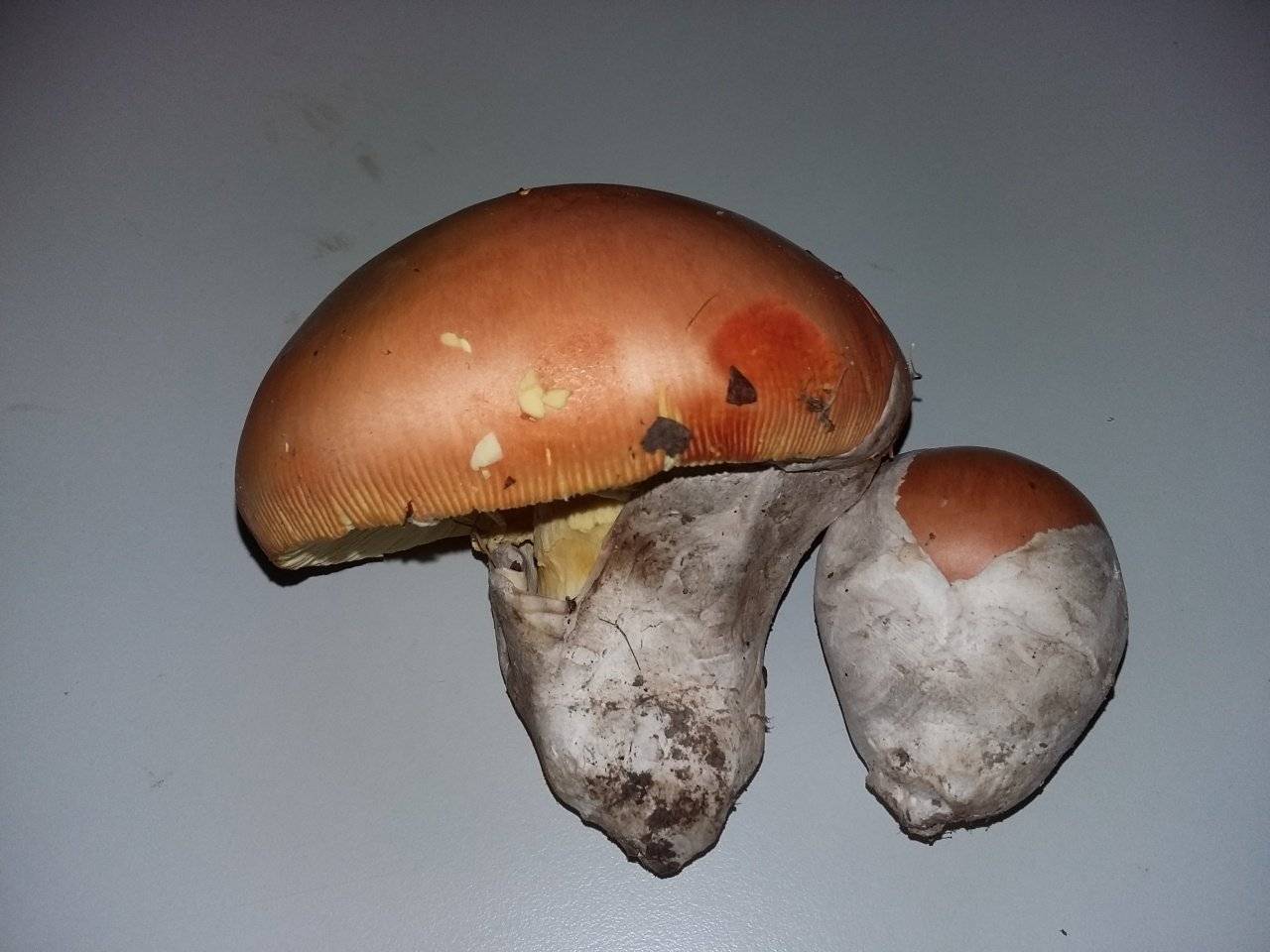 Лучший друг гурманов — царский гриб
