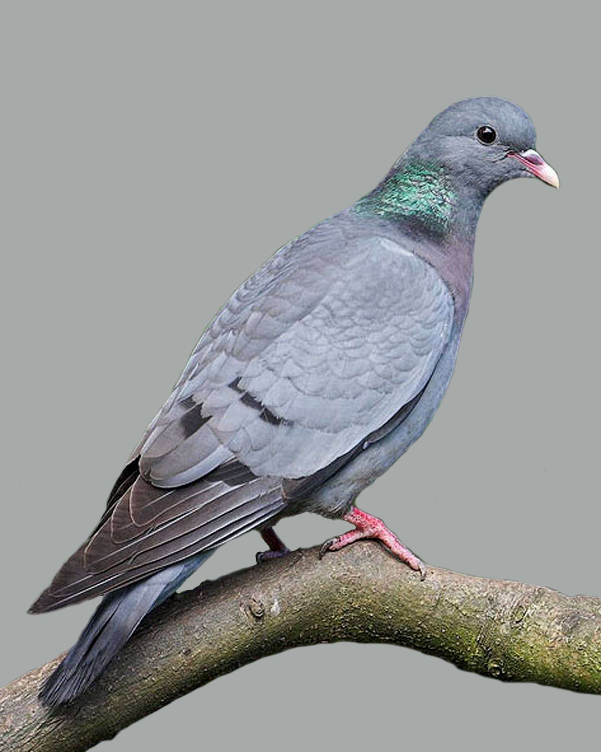 Сизый голубь: фото, описание породы — selok.info