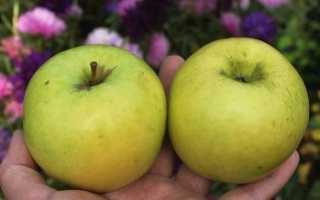 Сорт яблони брянское: фото, отзывы, описание, характеристики