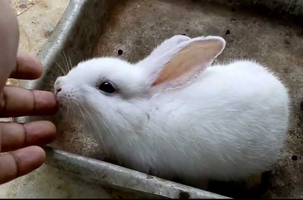 Почему декоративные кролики кусаются и как их отучить: советы с видео
почему декоративные кролики кусаются и как их отучить: советы с видео
