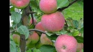 Сорт яблони брянское золотистое – описание, фото