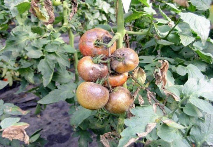 Чем обработать рассаду томатов после высадки в открытый грунт