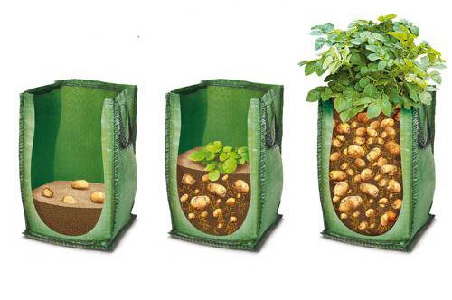 Пошаговые рекомендации: как вырастить картошку от а до я