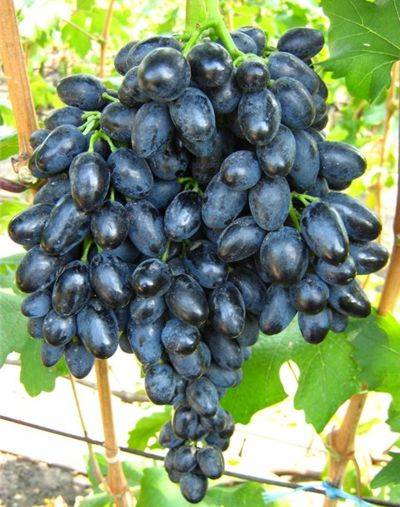 Особенности выращивания сорта винограда "черный изумруд"