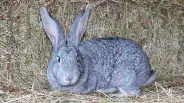 Кролики шиншилла: описание, выбор, уход, размножение
