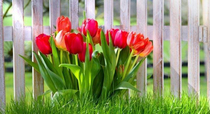 Когда и как правильно сажать тюльпаны весной в открытый грунт