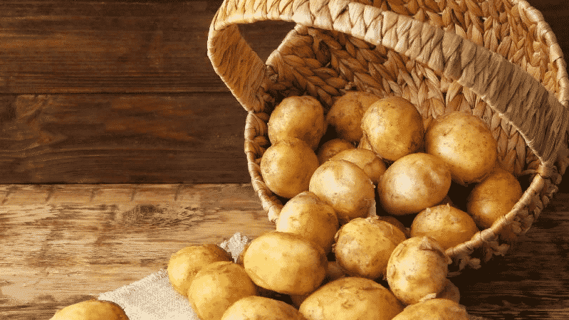 Сорт картофеля свитанок киевский: характеристика, агротехника выращивания