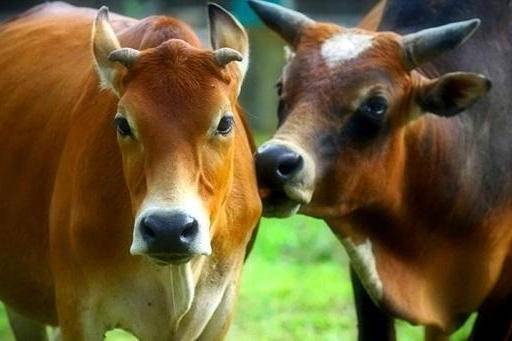 Осеменение коров: выбор времени и проверка готовности животного, методики