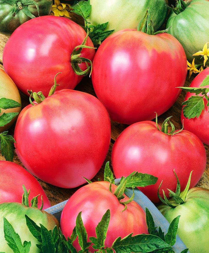 "малиновое чудо" - описание томатов и отзывы садоводов. жми!