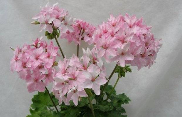 Пеларгония: 115 фото цветка и видео инструкция по выращиванию для новичков