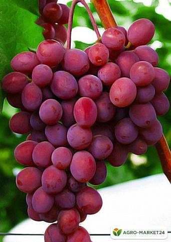 ✅ виноград кишмиш «запорожский»: описание сорта, фото - tehnoyug.com