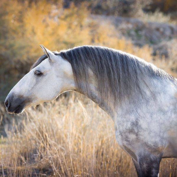 Андалузская порода лошадей.описание и фото породы | мои лошадки
