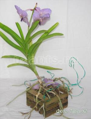 Орхидеи: особенности строения и ухода