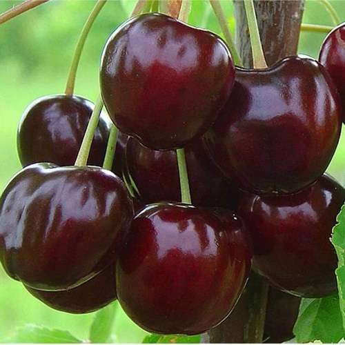 Черешня валерий чкалов: описание сорта и характеристики плодов, выращивание